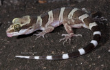 Family Gekkonidae; New World Geckos