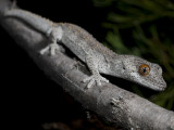 Old Australian Geckos, Family Diplodactylinae