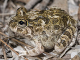 Ornate Burrowing Frog, Platyplectrum ornatum