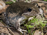 Eastern Banjo Frog Limnodynastes dumerill