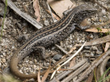 Liopholis whitii whitii