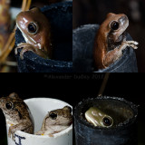 Frog Poles- D.I.Y Frog habitat