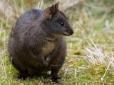 Tasmanian Pademelon