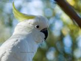 Sulphur-Crested Cockatoo