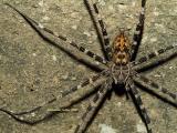 Fishing Spider, Dolomedes sp.