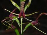 Spider orchid, Cryptostylis leptochila