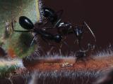 Ants and Cicadellid