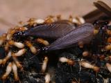 Alates, winged termites prepare for launch