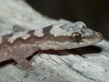 Robust Velvet Gecko, Nebulifera robusta