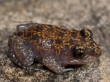 Limnodynastes lignarius