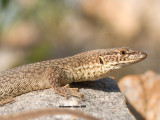 Varanus storri