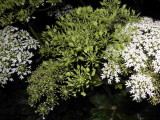 Fleurs et graines de la Berce
