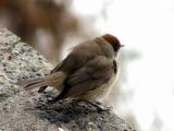 Fauvette - Hedge Sparrow