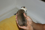 Angus x Roxi litter 3F 2M 09/11/2008