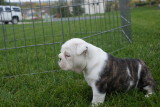 Angus x Roxi litter 3F 2M 09/11/2008