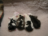 Angus x Terlingfair breeding 4M-3F 10/11/2008 Males 1.jpg