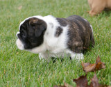 Angus x Roxi litter 3F 2M 09/11/2008