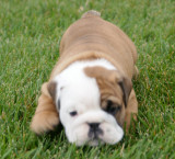 Angus x Roxi litter 3F 2M 09/11/2008