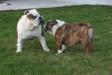 Fairway(4.5 mo) and his dad Angus