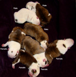 Angus x Nina pups 4F-3M 11/12/2008