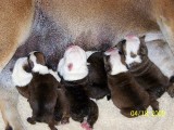 Angus x Cookie pups...DOB 7/11/09