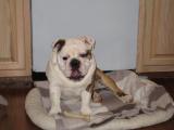 Litter #1 Santino 6 months.2