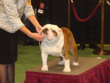 Angus Son Santino at Westminster 2008