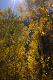 Aspens sunlight.jpg