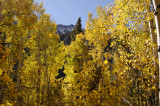 Aspens.jpg