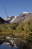 Beaver pond near Lundy Lake.jpg