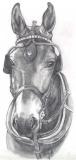 pencil drawing by cindy holyoak from a photograph by clix photography