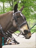 front view of yoke set-up.  the yoke pole is over the pole, under the pole straps and hung from both mules necks