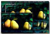 Pear-of-Frames.jpg