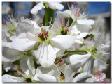 Spring Blossoms.jpg