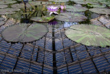Water lily magic