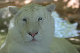 White Tiger at Caldwell Zoo Tyler 