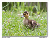 Canard colvert Malard