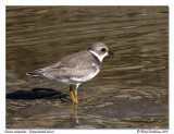 Pluvier semipalm <br> Semipalmated plover
