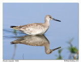 Chevalier semipalm <br> Willet