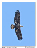 Pygargue  tte blanche <br> Bald eagle