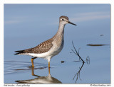 Petit chevalier <br> Lesser yellowlegs