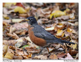 Merle dAmrique <br> American robin