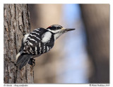 Pic chevelu <br/> Hairy woodpecker