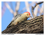 Pic  ventre roux <br/> Red bellied woodpecker