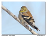 Chardonneret jaune <br/> American goldfinch