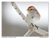 Bruant hudsonien <br/> American tree sparrow