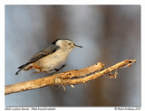 Sittelle  poitrine blanche <br/> White breasted nuthatch