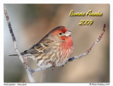 Roselin familier <br/> House finch