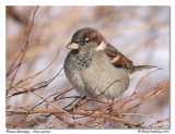 Moineau domestique <br/> House sparrow