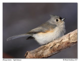 Msange bicolore <br/> Tufted titmouse